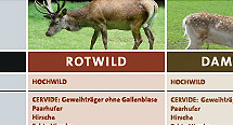 Lernplakat Schalenwild
